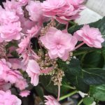 入荷したアジサイ